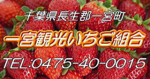 一宮観光いちご組合 九十九里浜の最南端 一宮町に甘くて美味しいイチゴ屋さん イチゴ狩りで本物の味を